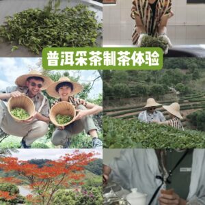 中国云南茶山之旅