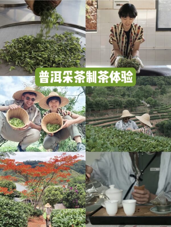 中国云南茶山之旅